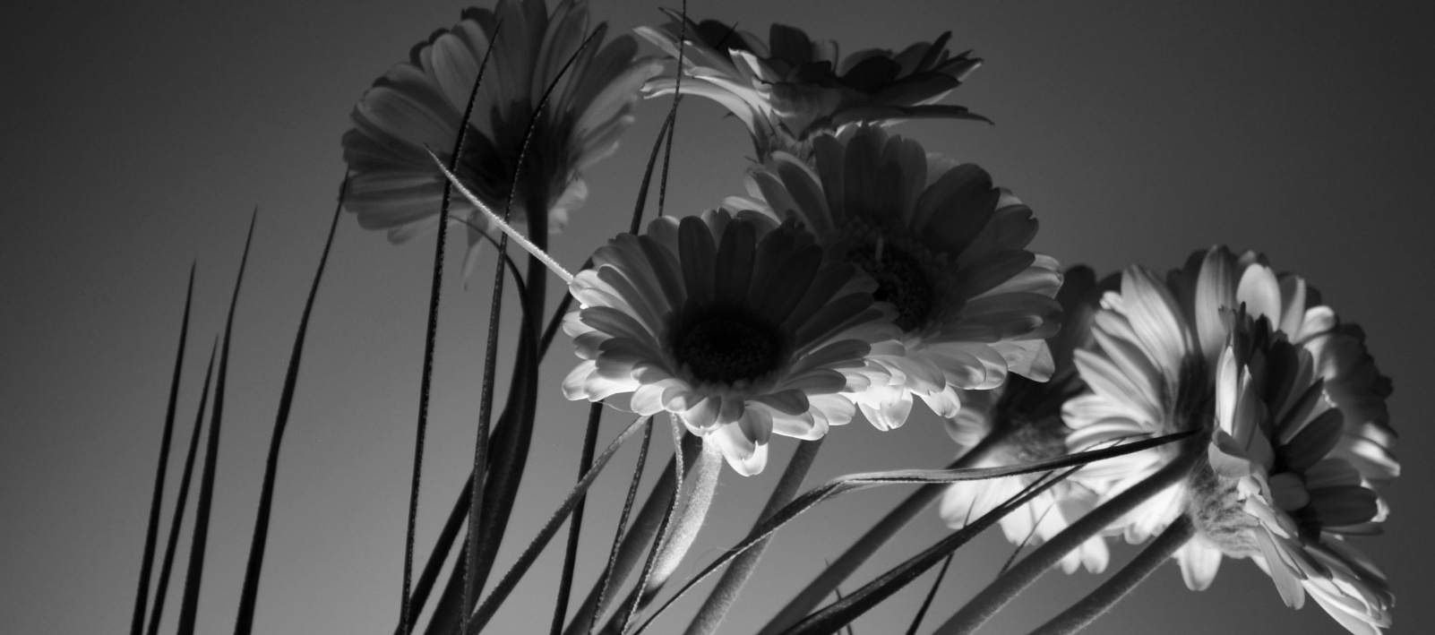 Black and White Photography